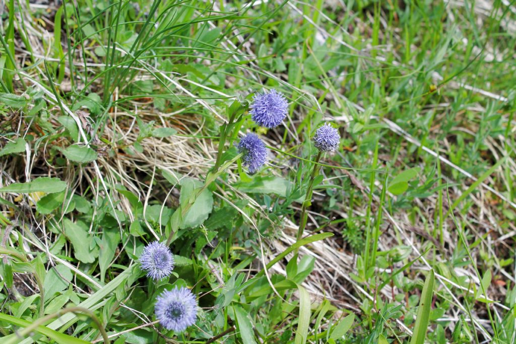 Globularia bisnagarica